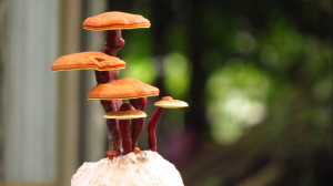 Reishi mushroom NZ